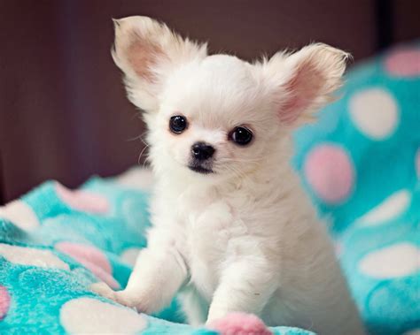 Chihuahua Long Hair Puppy: The Small Dog With A Big Personality