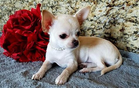 Pin on Chihuahua puppies for sale