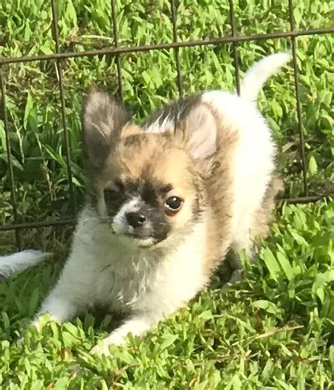 Chihuahua Puppies For Sale In Shawnee Oklahoma