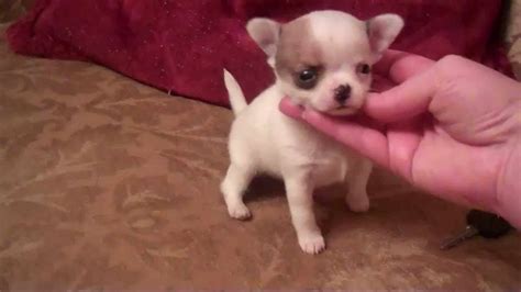 Chihuahua Puppies For Sale In Texas Craigslist