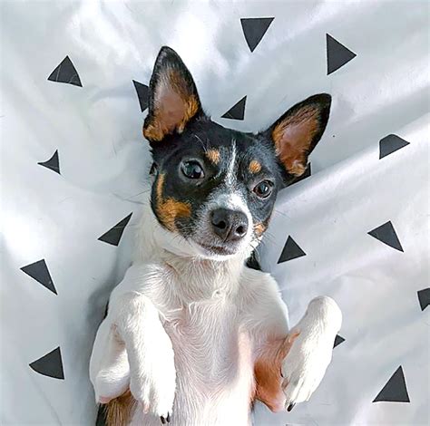 Chihuahua Rat Terrier Mix White: A Unique And Adorable Dog Breed