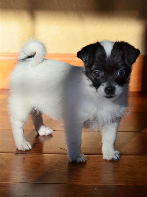 Chihuahua Shih Tzu Mix Black: A Unique And Adorable Dog Breed