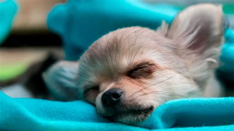Chihuahua Sleeping In Your Bed