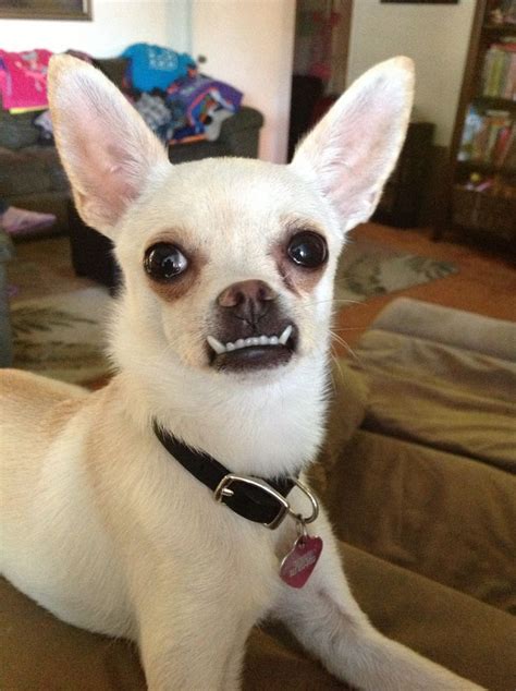 Our chihuahua and her underbite! Puppy love Pinterest