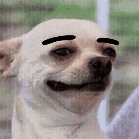 Chihuahua With Eyebrows Gif: The Internet's Favorite Canine Trend