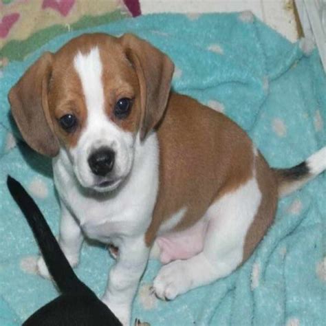 Chihuahua X Beagle Puppies For Sale: The Perfect Mix For Your Family
