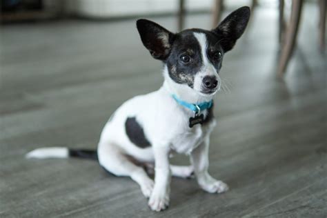 Black and White chihuahua puppy, adoptable Dog, Puppy Female Chihuahua