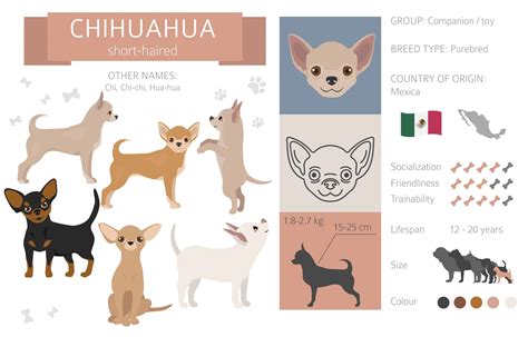 Chihuahua Body Language Chart