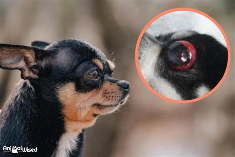 Chihuahua Eyes Pop Out: Understanding The Issue And Taking Care Of Your
Pet