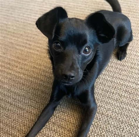 Chihuahua Lab Mix Tan Bleumoonproductions