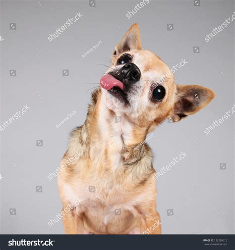 Chihuahua Making Funny Face