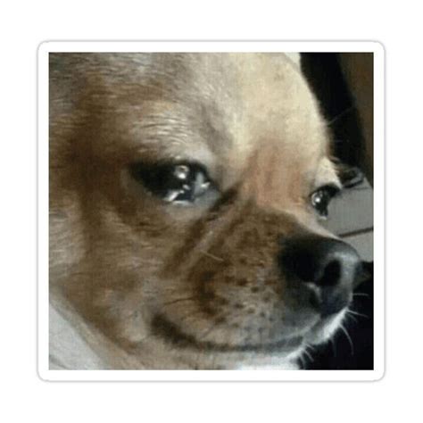 crying chihuahua Blank Meme Template chihuahuabrown Funny dog faces