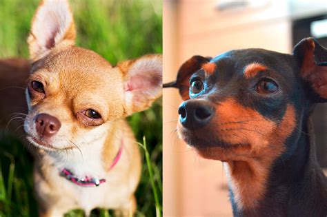 Chihuahua Perro Pincher: The Tiny Yet Mighty Dog