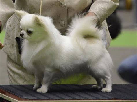 Log In The New York Times Westminster dog show, Dog show, Dogs
