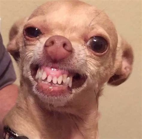 Chihuahua Smiling With Teeth Meme Pets Lovers