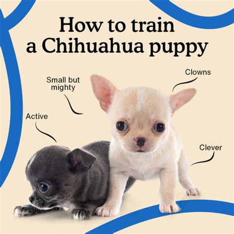 Chihuahua Training The Ultimate Guide
