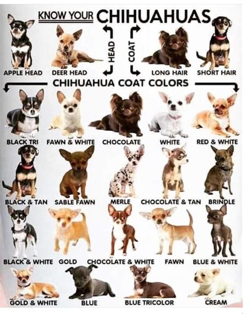 Chihuahua Size Chart Pets Lovers