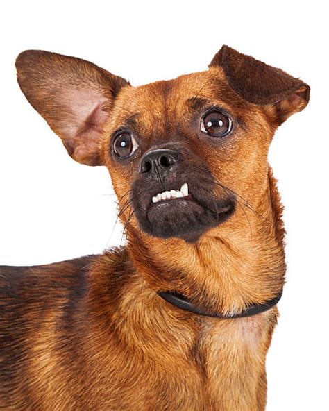 Look at that underbite♥ Chihuahua, Puppies, Animals