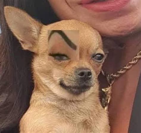 My Kid Drew Eyebrows and a Mustache Orn Our Chihuahua Chihuahua Meme