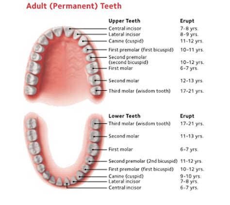 Children's Molars Chart