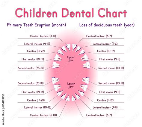 Childrens Dental Chart