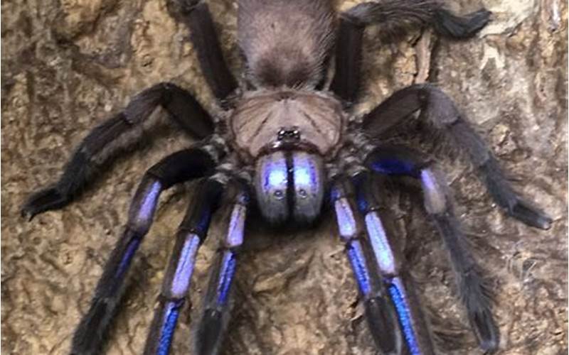 Chilobrachys Sp Electric Blue: A Comprehensive Guide to This Fascinating Spider