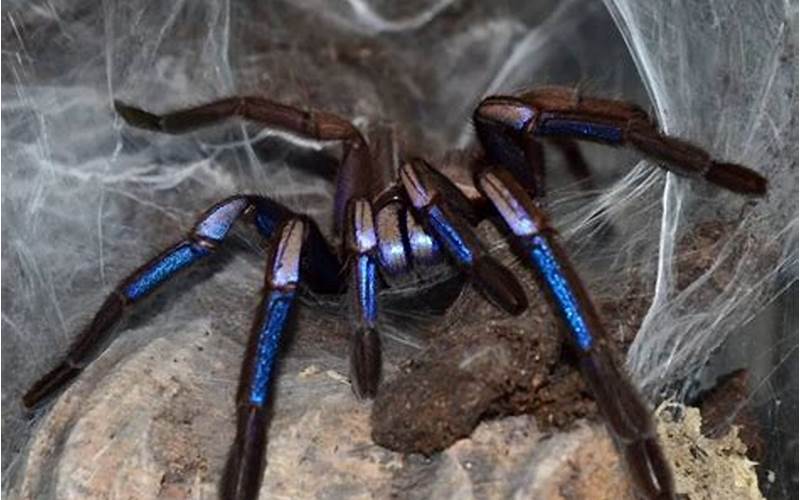 Chilobrachys Sp Electric Blue Care Requirements