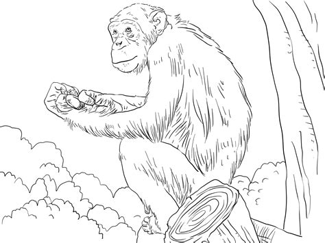 Chimpanzee Coloring Page