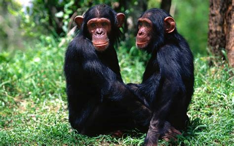 Chimpanzee Partnerships