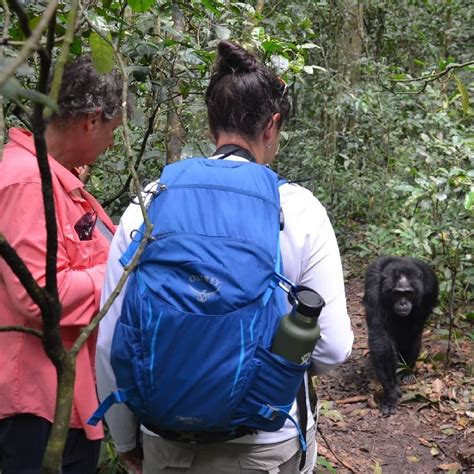 Chimpanzee Tracking Experience