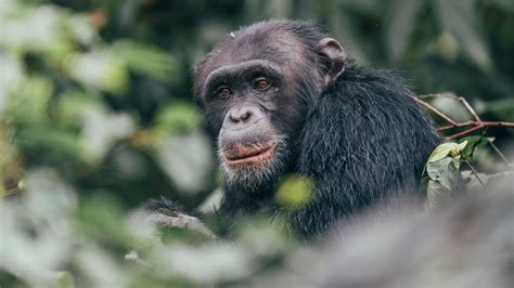 Chimpanzee Tracking Rubondo Island