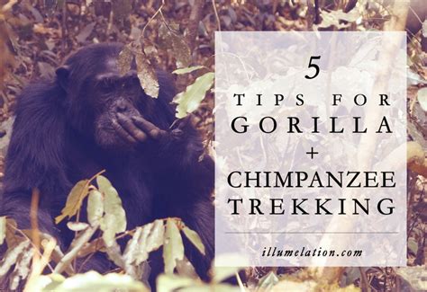 Chimpanzee Trek Tips