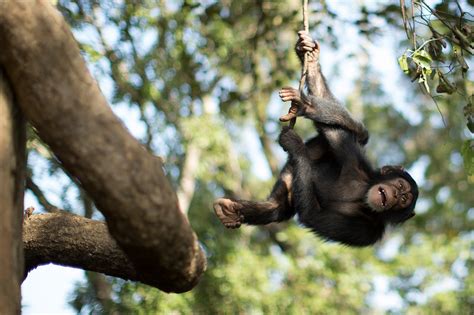Chimpanzee conservation