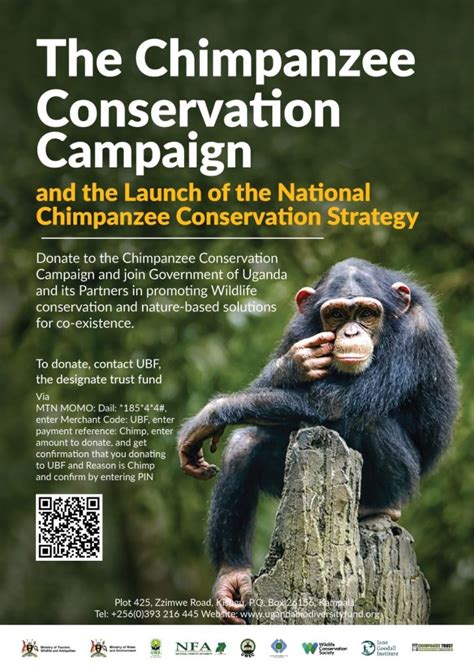 Chimpanzee conservation efforts