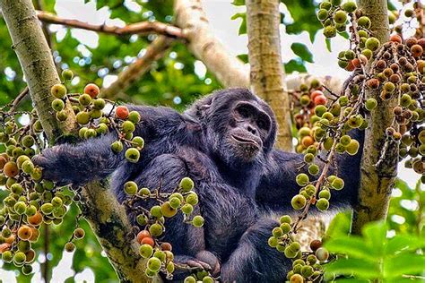 Chimpanzee trekking experience