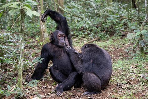 Chimpanzees Engaging with Each Other