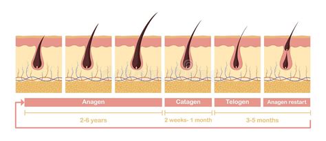 Chin Hair Menstrual Cycle