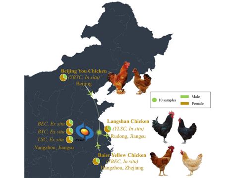 Map Of China Chicken 88 World Maps