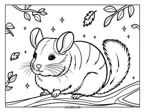 Chinchilla Coloring Pages