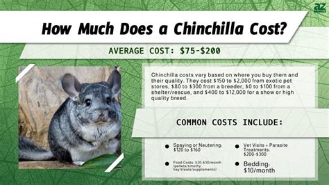 Chinchilla Cost Per Month