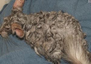 Chinchilla Wet Fur