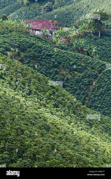 Chinchina Coffee Region