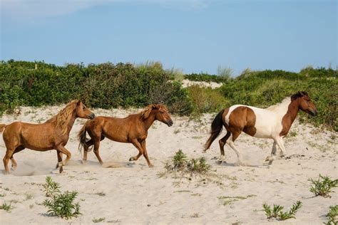 Chincoteague Ponies