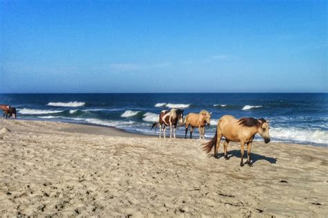 Chincoteague Things to Do