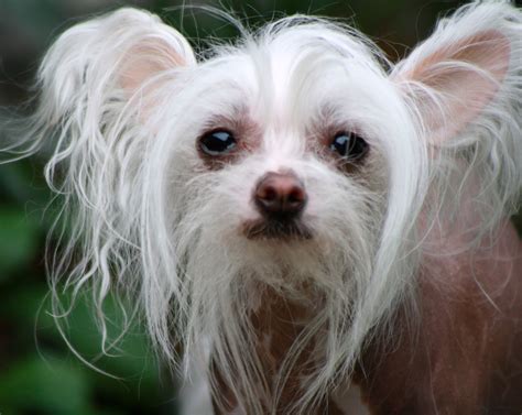 Chinese Crested Puppies, Rescue, Pictures, Information, Temperament