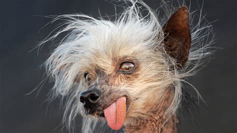 Chinese Crested Dog Ugly: The Misunderstood Beauty