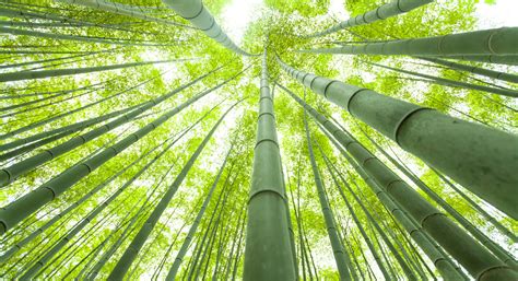 Chinese Bamboo