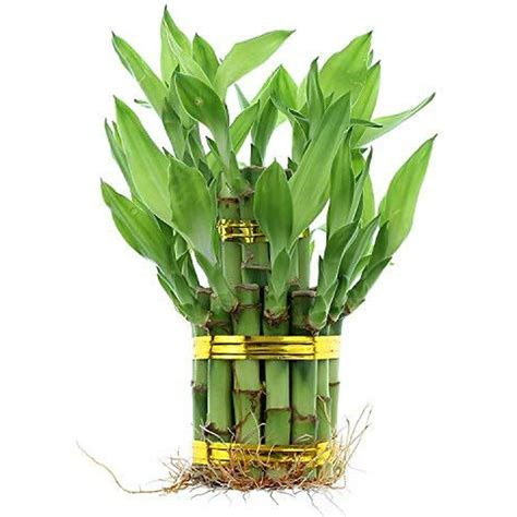 Chinese Bamboo Plant