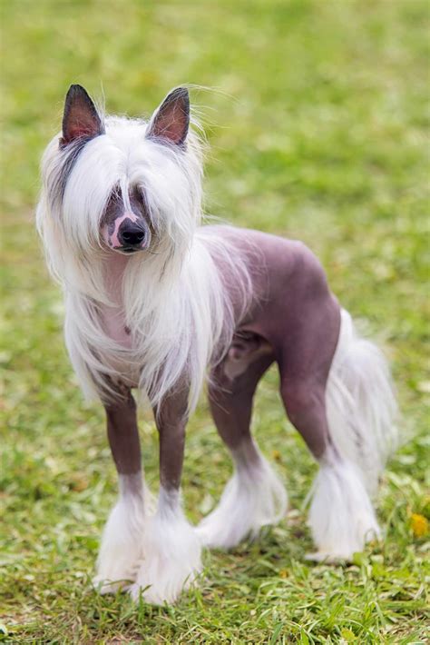 Chinese Crested Puppies, Rescue, Pictures, Information, Temperament