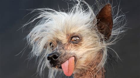 Former 'World's Ugliest Dog' Miss Ellie Dies at 17 Fox News